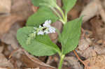 Common gypsyweed